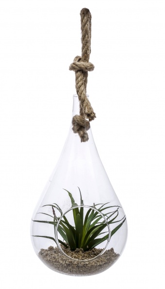 Dekoratyvinis augalas stiklinėje